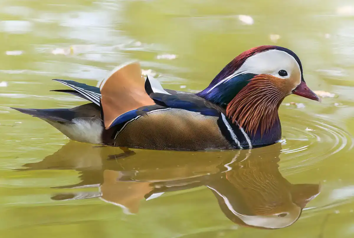 Richmond Park, London