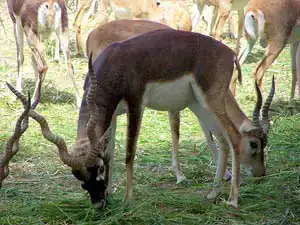 Safari Park place in Karachi